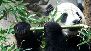 How Do Red And Giant Pandas Coexist? The Secret Is In Their Skulls.